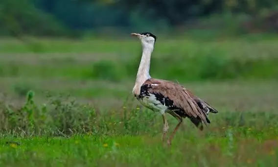 Great Indian Bustard Great Indian Bustard