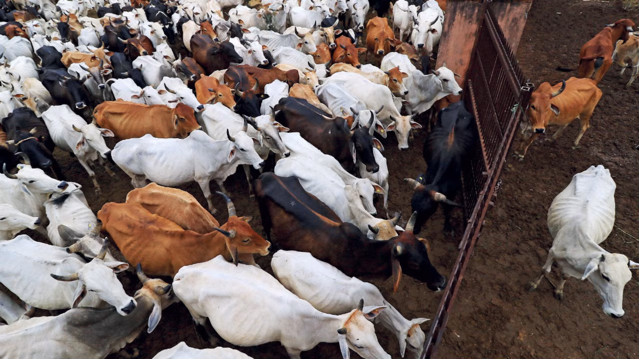 SC stays Madras HCs blanket ban on cow slaughter in Tamil Nadu SC stays Madras HCs blanket ban on cow slaughter in Tamil Nadu