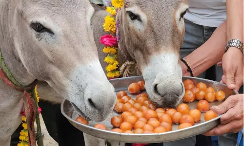 Madhya Pradesh feeds donkeys Gulab Jamuns for rainfall Madhya Pradesh feeds donkeys Gulab Jamuns for rainfall