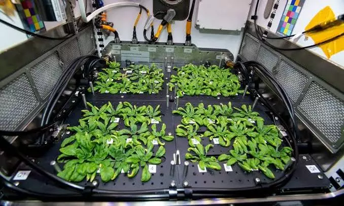 ISS astronauts grow kale and mustard sprouts ISS astronauts grow kale and mustard sprouts