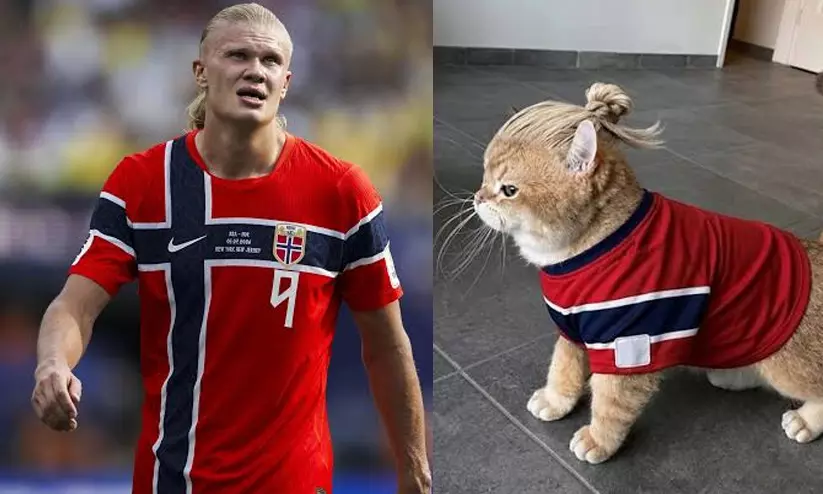 Haalands feline lookalike steals internet; football star joins fun Haalands feline lookalike steals internet; football star joins fun