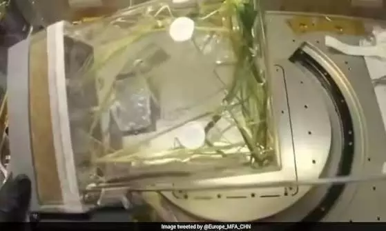 Chinese astronauts harvest first batch of rice grown aboard Tiangong space station Chinese astronauts harvest first batch of rice grown aboard Tiangong space station