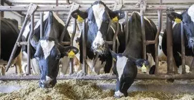Three injured in attack over cattle-smuggling claims in Jammu Three injured in attack over cattle-smuggling claims in Jammu