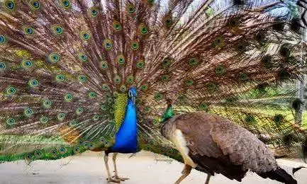 India donates five peacocks to UN Geneva, reviving decades-old tradition India donates five peacocks to UN Geneva, reviving decades-old tradition