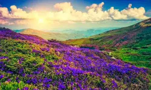 Munnar turns blue as rare Neelakurinji bloom draws masses to the hills Munnar turns blue as rare Neelakurinji bloom draws masses to the hills