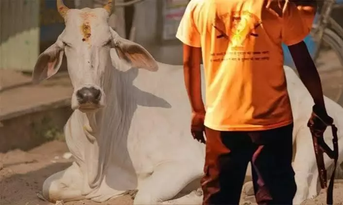 cow vigilantes cow vigilantes