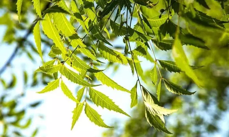 Telangana man held for killing neighbour, father over neem tree dispute Telangana man held for killing neighbour, father over neem tree dispute