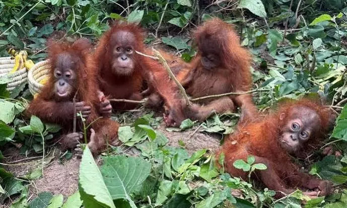Five baby orangutans rescued in Odisha, leads to wildlife trafficking probe Five baby orangutans rescued in Odisha, leads to wildlife trafficking probe