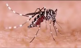 dengue dengue