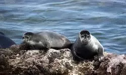 caspian seal caspian seal