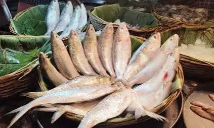 hilsa hilsa