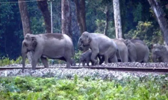 Railways measures help save 255 elephants from train collisions in 2026 Railways measures help save 255 elephants from train collisions in 2026