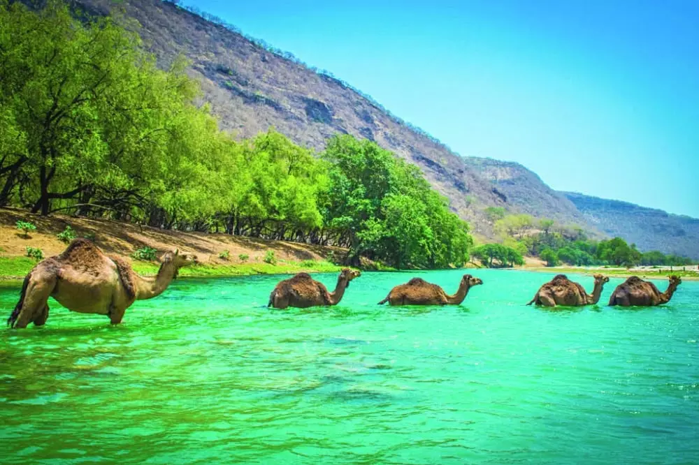 Oman Vision 2040 sets course for sustainable use of natural resources Oman Vision 2040 sets course for sustainable use of natural resources
