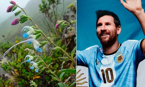 Salvia Messii: endangered flower gets named after football legend Salvia Messii: endangered flower gets named after football legend