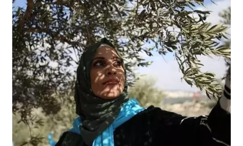 UN experts warn of growing threats to Palestinian farmers during olive harvest