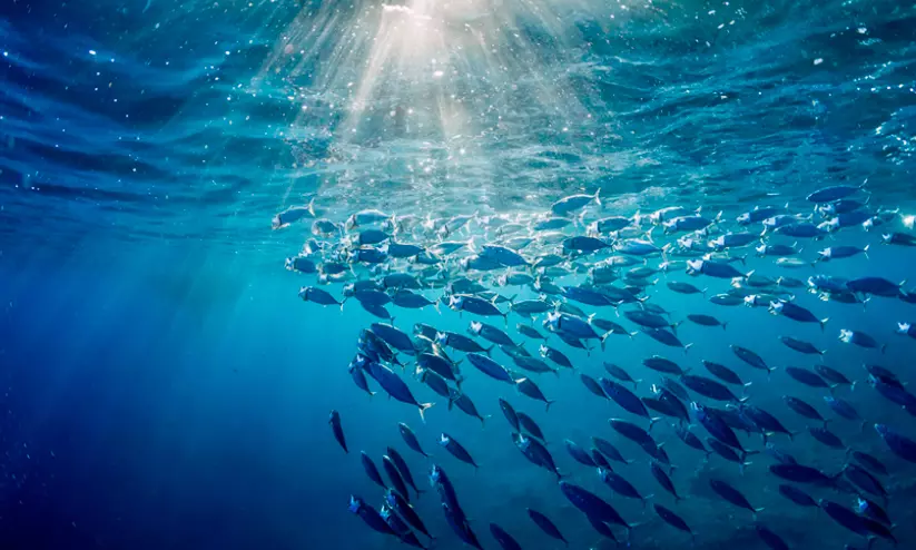 ‘Super El Niño’ threatens to drive ‘table fishes’ to colder waters? ‘Super El Niño’ threatens to drive ‘table fishes’ to colder waters?