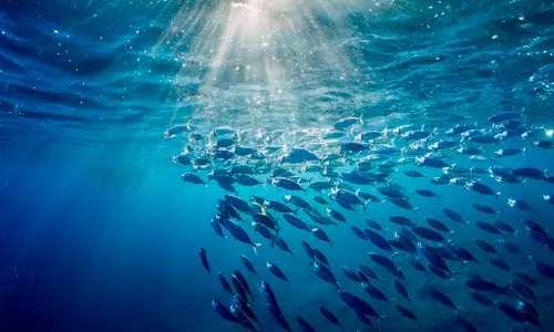 ‘Super El Niño’ threatens to drive ‘table fishes’ to colder waters?