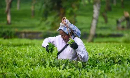 farm farm
